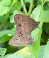 SATYRIDAE, Euptychia